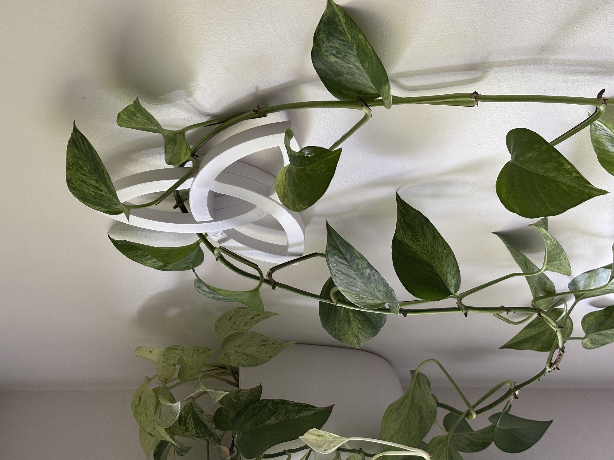 Triquetra; Wall mounted trellis with hidden hardware